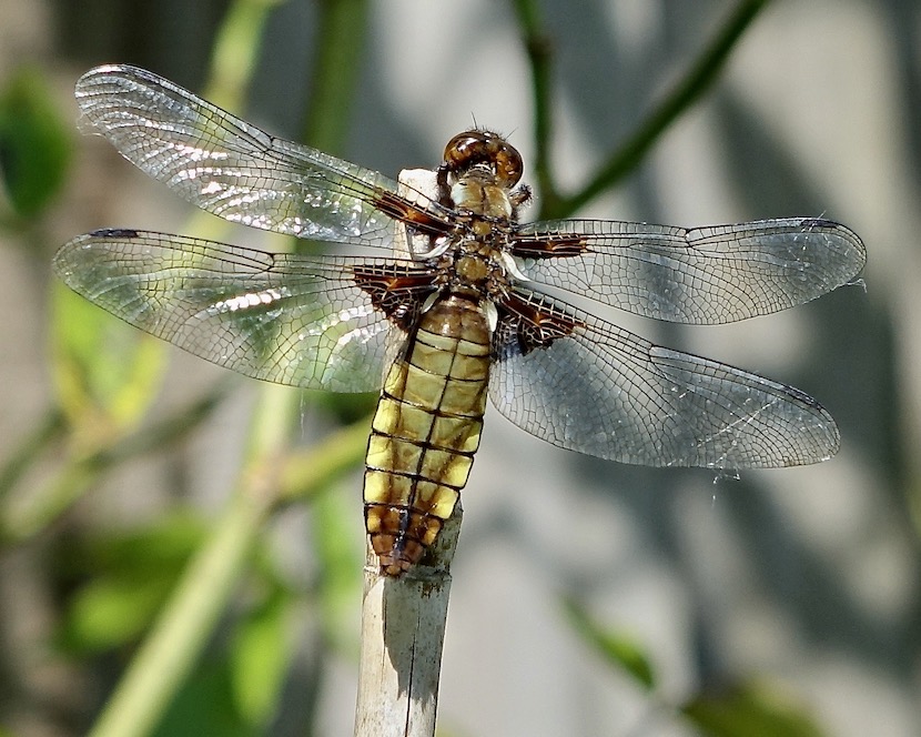 broad-bodied chaser